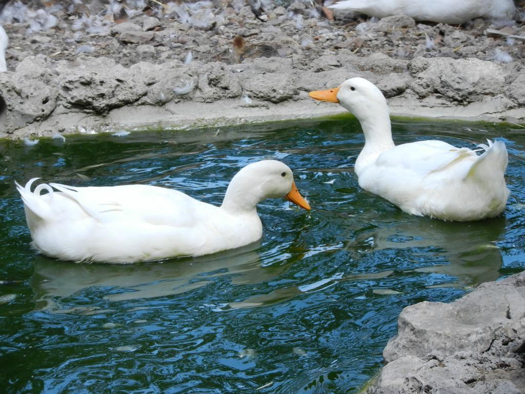 Boscodisotto Bed & Breakfast Rapolano Terme Dış mekan fotoğraf